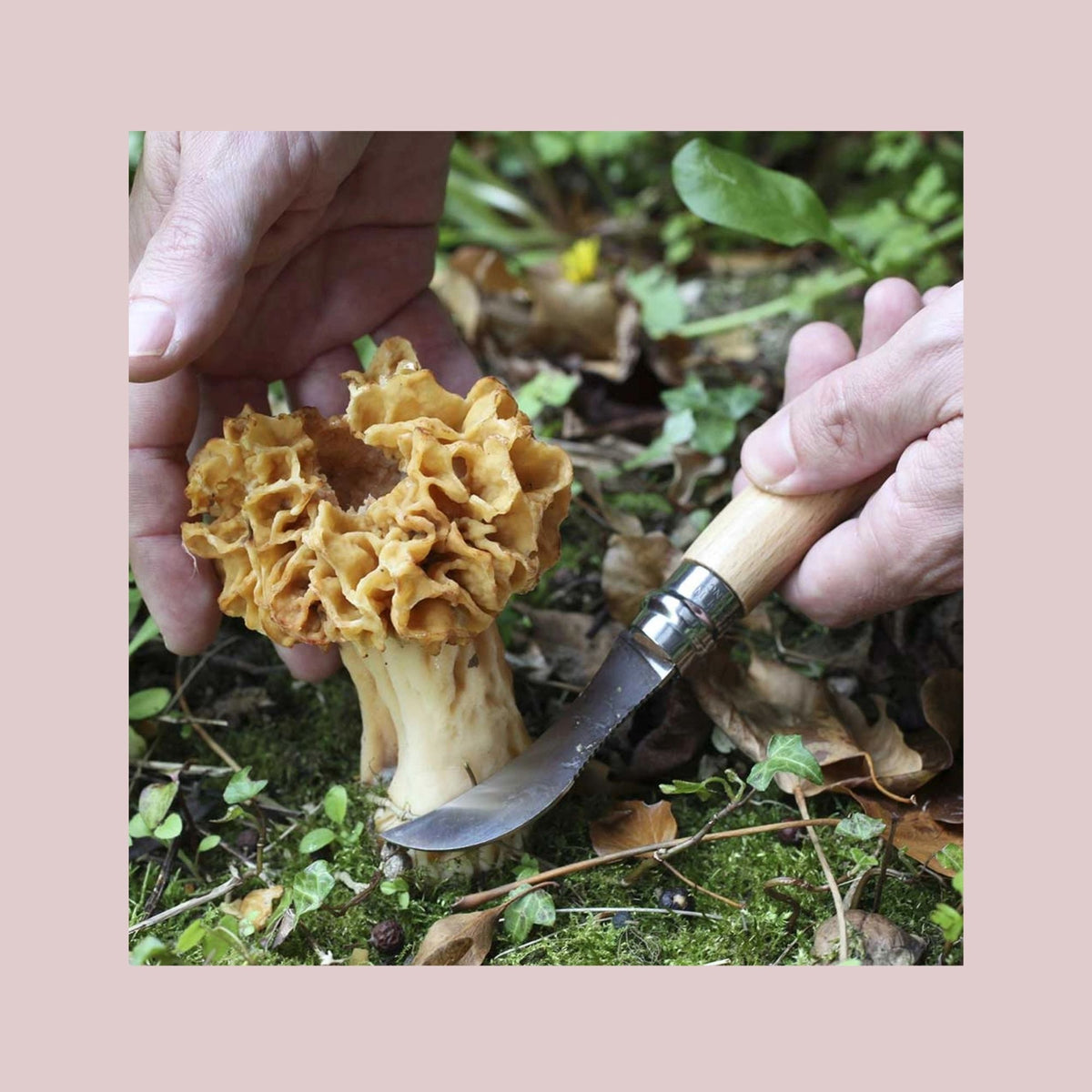 Opinel N°08 svampekniv i bøgetræ med børste og rustfri stålklinge